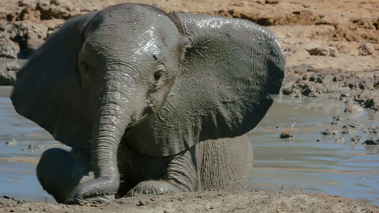 Elephant in water